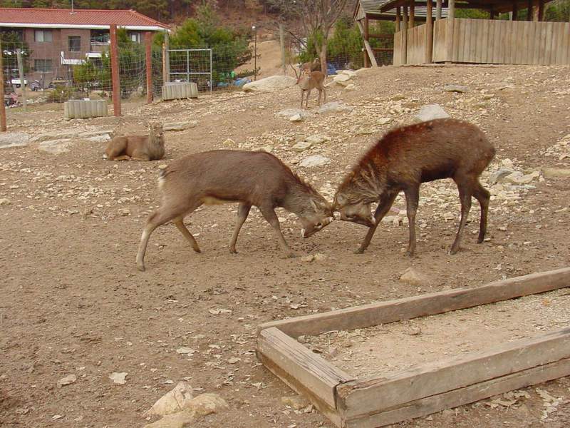 대륙사슴 Cervus nippon mantchuricus (Manchurian Sika); DISPLAY FULL IMAGE.