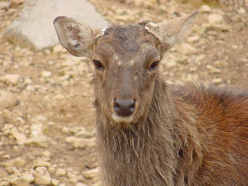 대륙사슴 Cervus nippon mantchuricus (Manchurian Sika); DISPLAY FULL IMAGE.