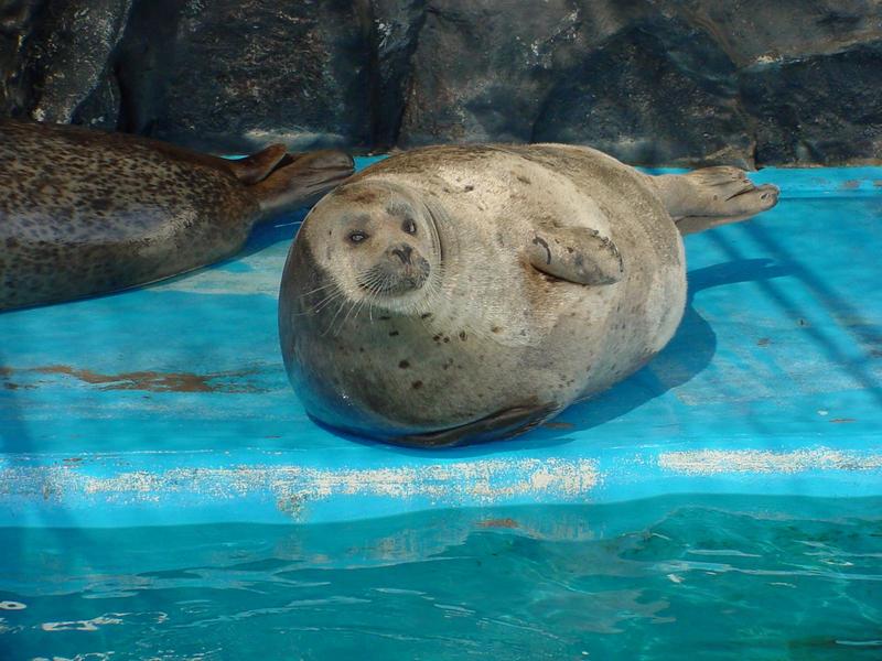 Harbor Seal; DISPLAY FULL IMAGE.