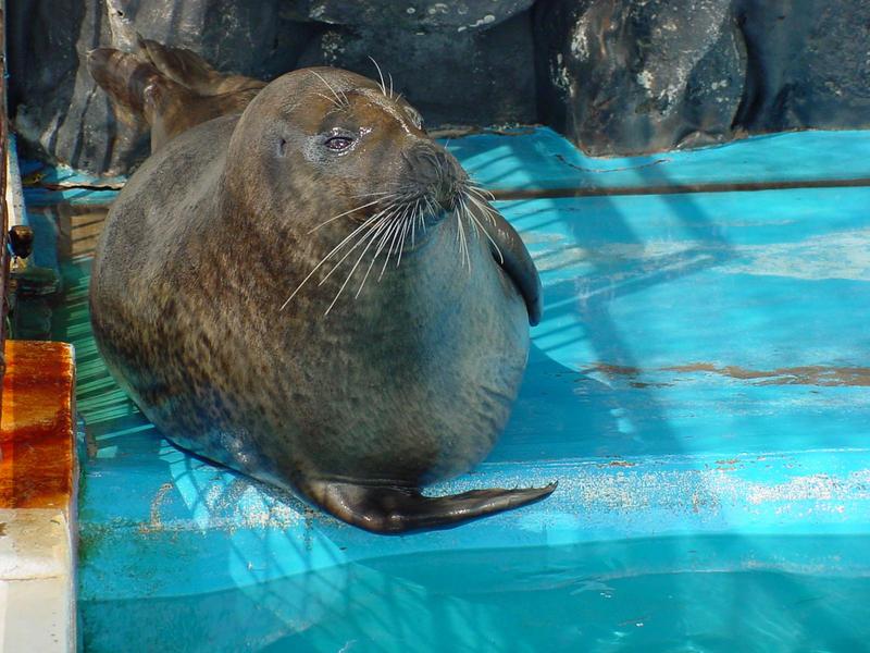 Harbor Seal; DISPLAY FULL IMAGE.