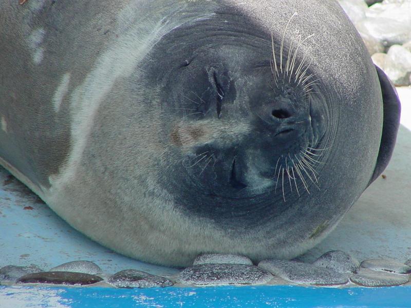 Harbor Seal; DISPLAY FULL IMAGE.