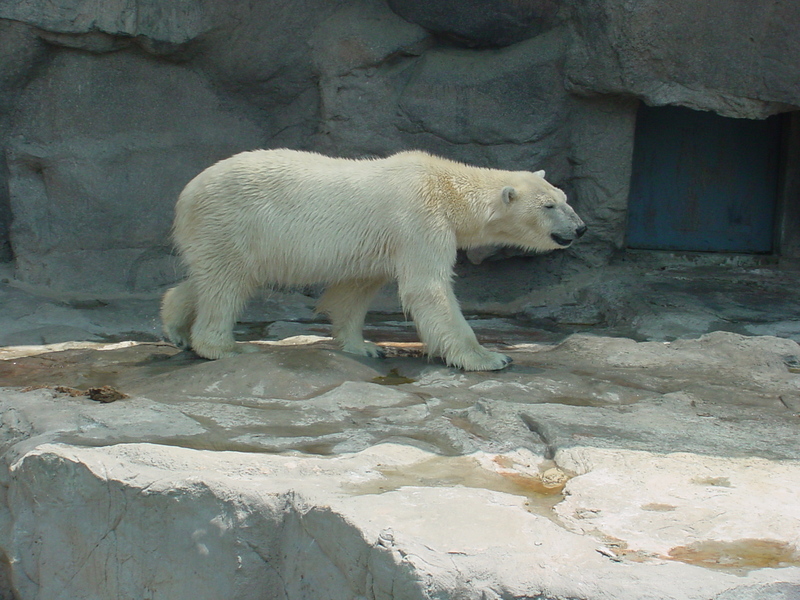 Polar Bear (Ursus maritimus) {!--북극곰, 흰곰-->; DISPLAY FULL IMAGE.