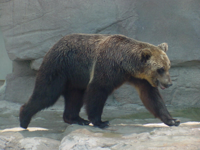 European Brown Bear; DISPLAY FULL IMAGE.