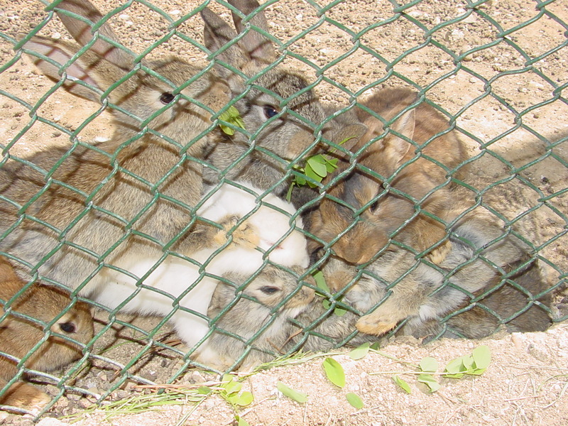 Rabbits {!--한국 멧토끼-->; DISPLAY FULL IMAGE.