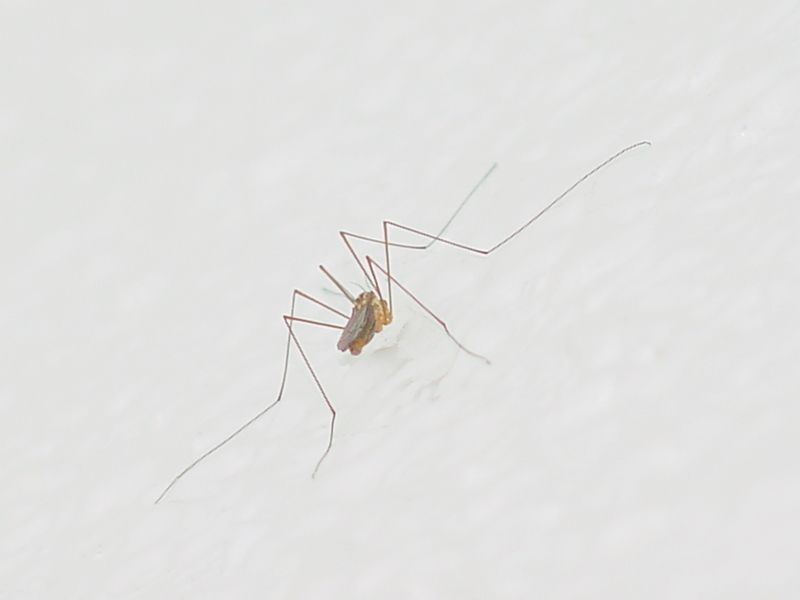Striped mosquito; DISPLAY FULL IMAGE.