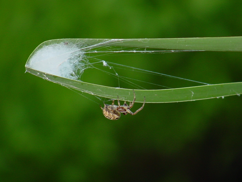 Orb Web Spider; DISPLAY FULL IMAGE.