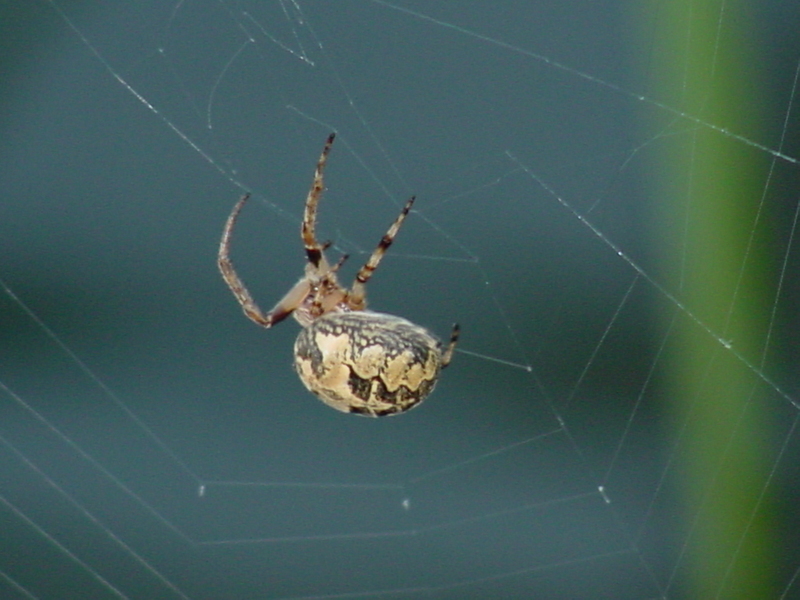 Orb Web Spider; DISPLAY FULL IMAGE.