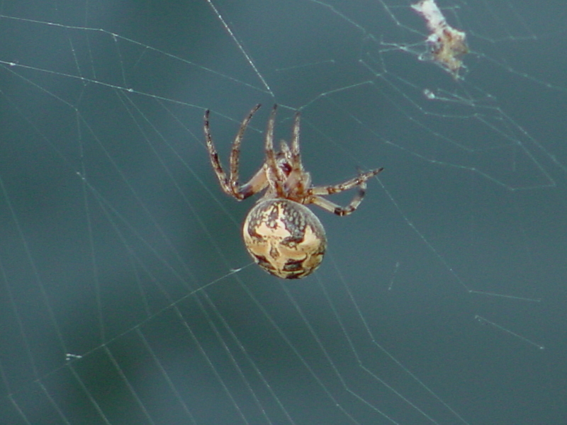 Orb Web Spider; DISPLAY FULL IMAGE.