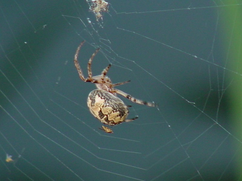 Orb Web Spider; DISPLAY FULL IMAGE.
