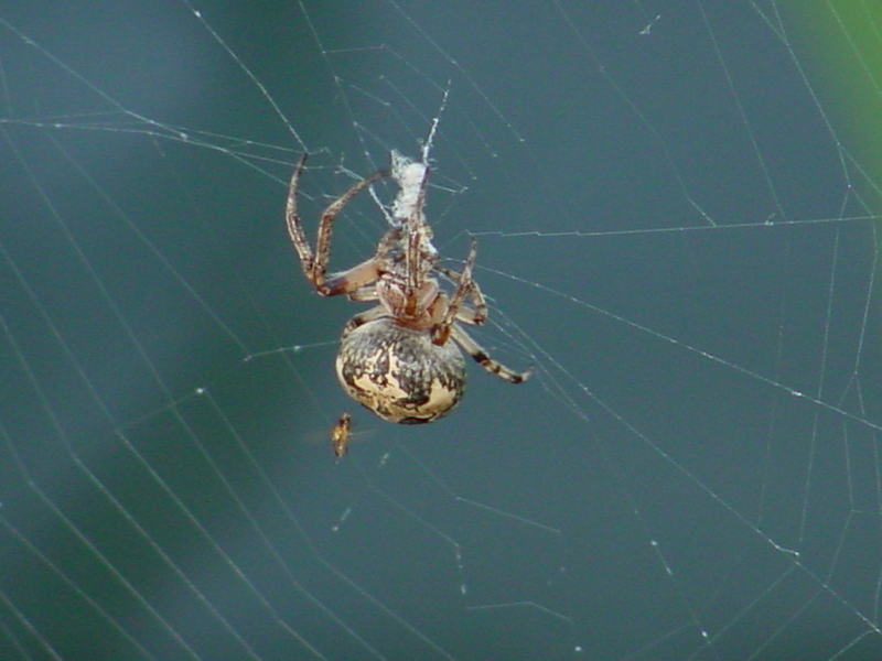 Orb Web Spider; DISPLAY FULL IMAGE.