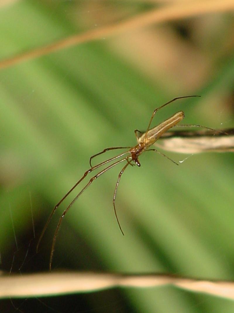 Long-jawed Spider; DISPLAY FULL IMAGE.