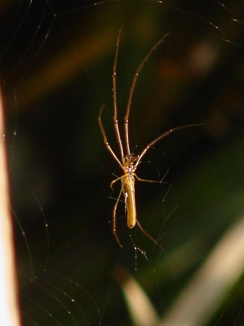 Long-jawed Spider; DISPLAY FULL IMAGE.