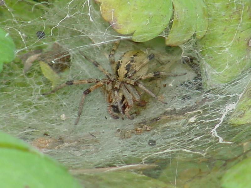 Funnel Web Spider; DISPLAY FULL IMAGE.