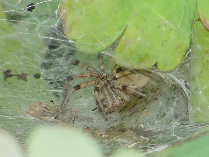 Funnel Web Spider; DISPLAY FULL IMAGE.