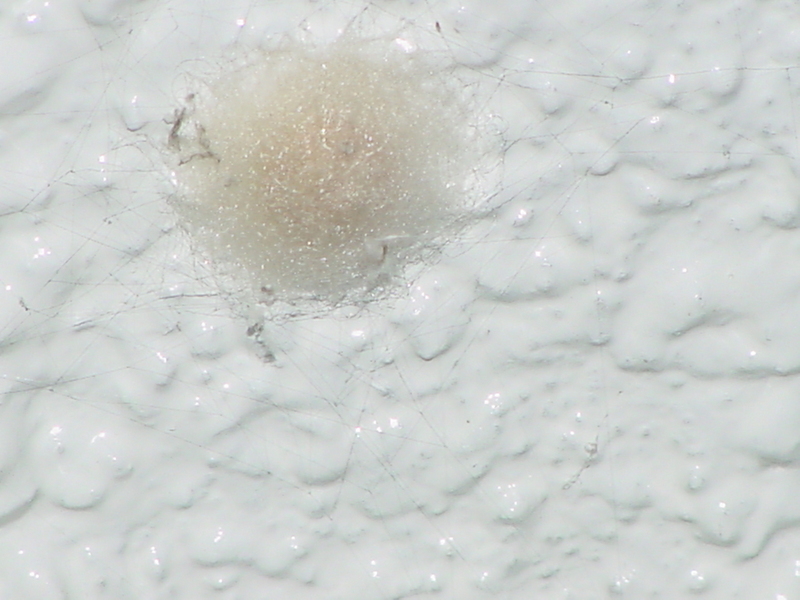 Orb-web Spider (egg pouch); DISPLAY FULL IMAGE.
