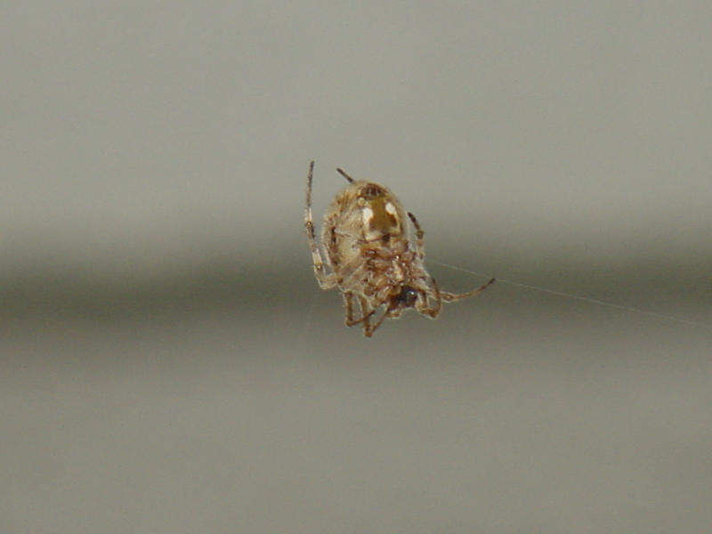 Orb-web Spider; DISPLAY FULL IMAGE.