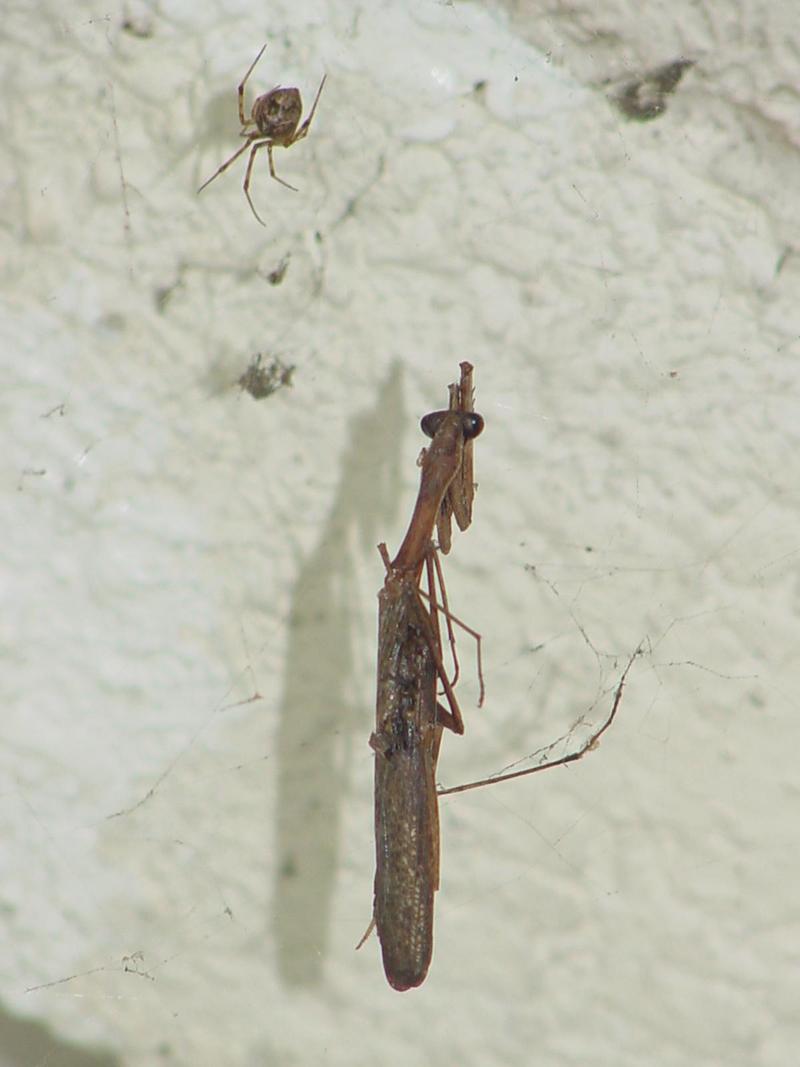 Orb-web Spider; DISPLAY FULL IMAGE.