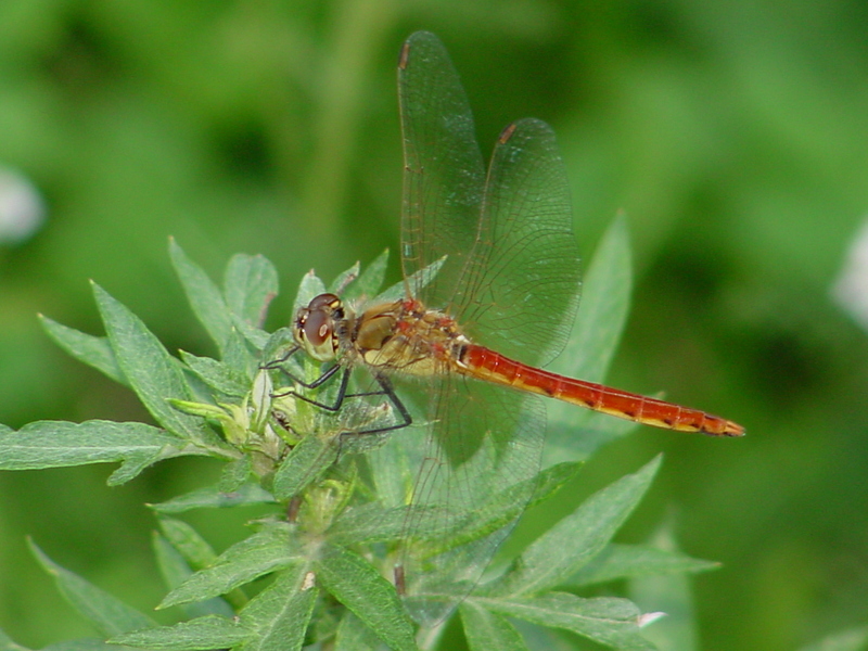 Red dragonfly; DISPLAY FULL IMAGE.