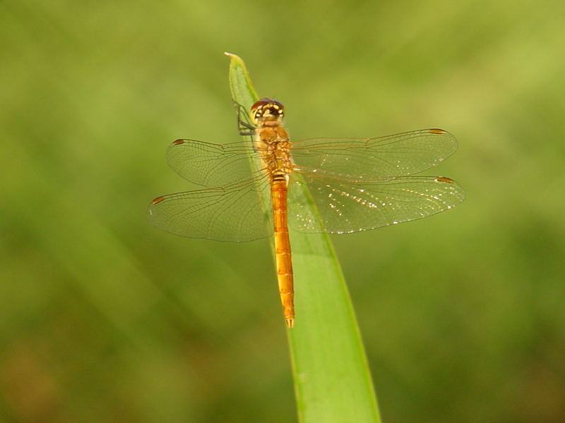 Red dragonfly; DISPLAY FULL IMAGE.