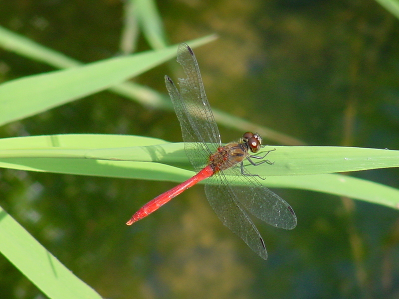 Red dragonfly; DISPLAY FULL IMAGE.