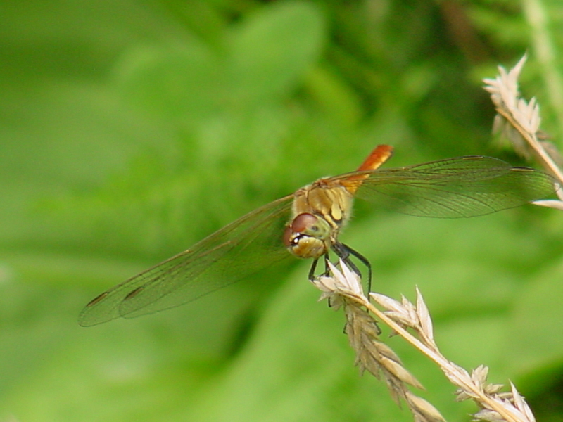 Red dragonfly; DISPLAY FULL IMAGE.