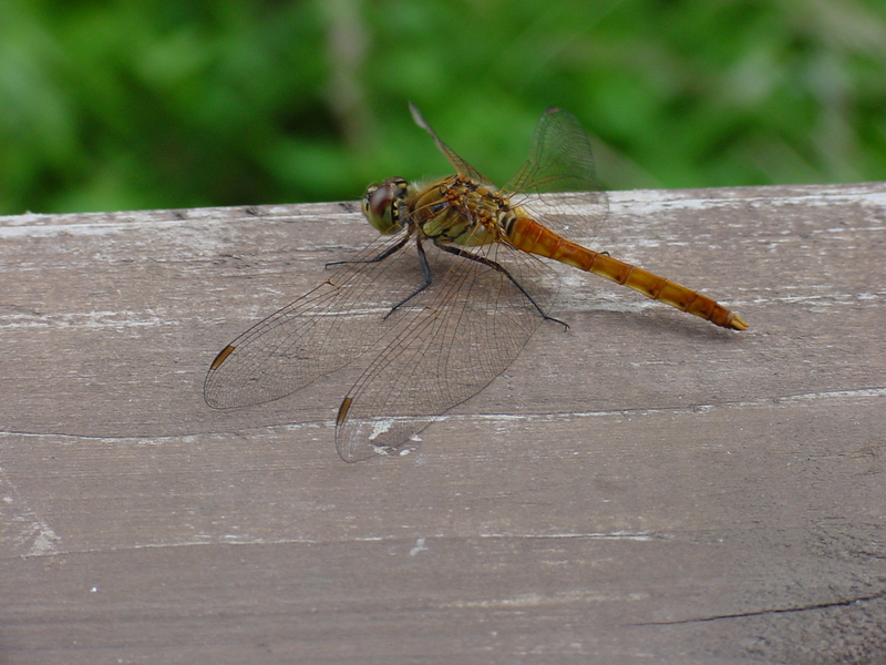 Red dragonfly; DISPLAY FULL IMAGE.