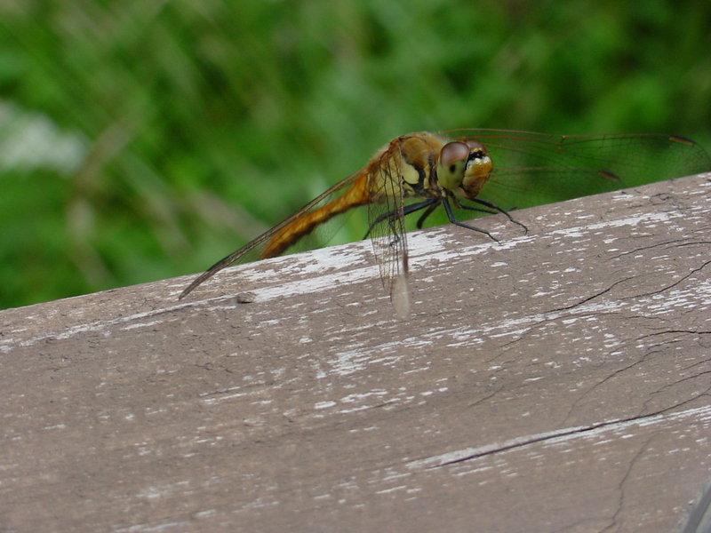 Red dragonfly; DISPLAY FULL IMAGE.