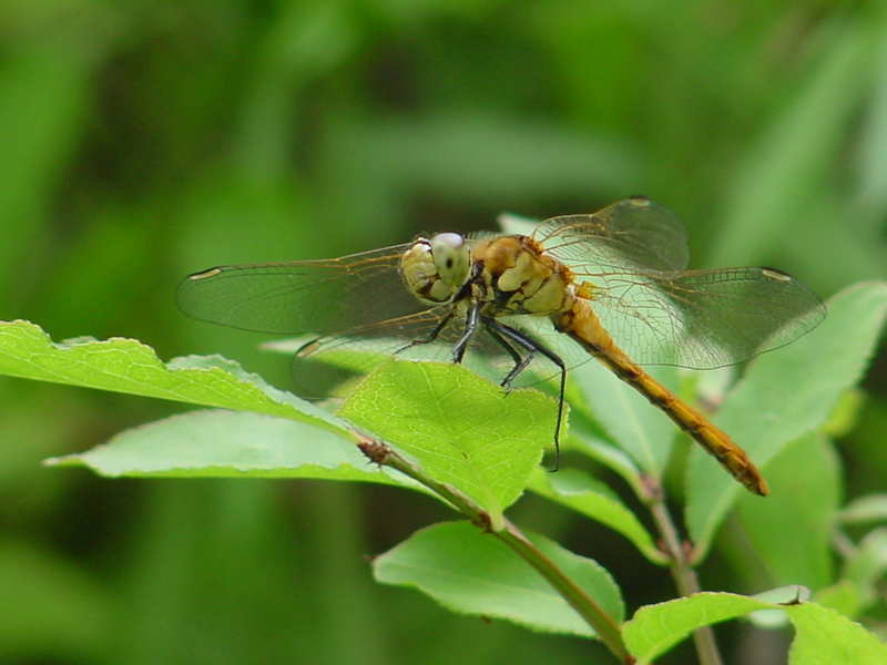 Red dragonfly; DISPLAY FULL IMAGE.