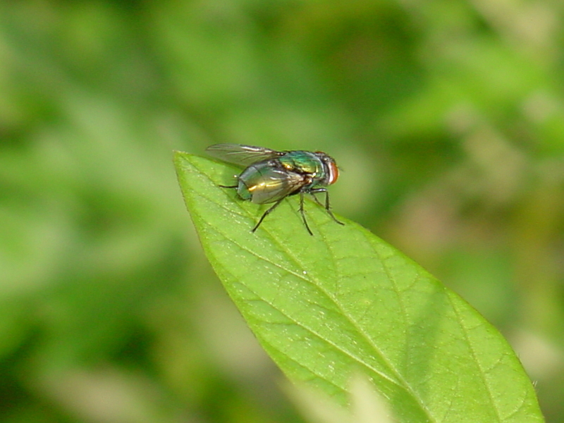 Golden fly?; DISPLAY FULL IMAGE.