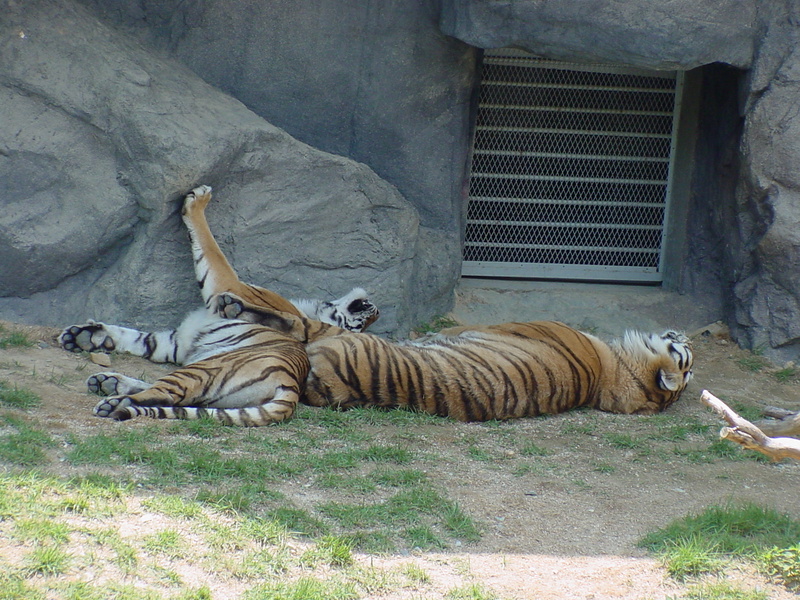 Siberian Tigers sleeping; DISPLAY FULL IMAGE.