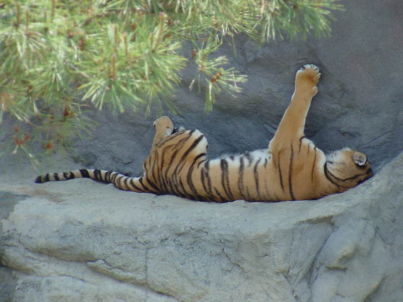 Siberian Tiger sleeping; DISPLAY FULL IMAGE.