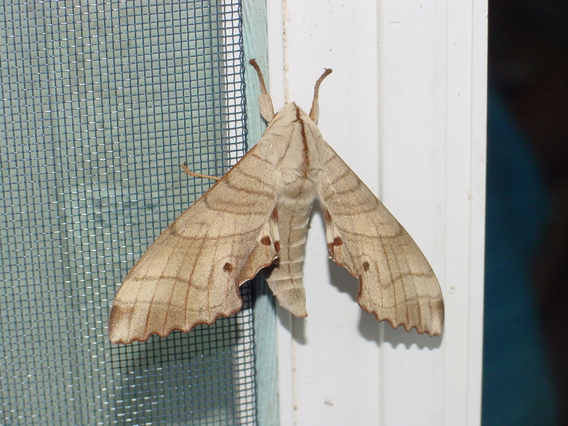 Sphinx Moth --> 등줄박각시 Marumba sperchius; DISPLAY FULL IMAGE.