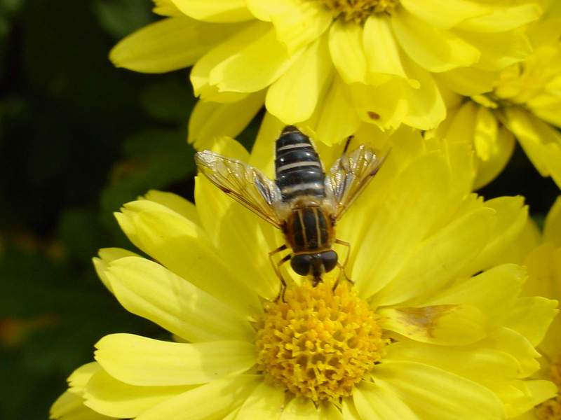 Hoverfly; DISPLAY FULL IMAGE.