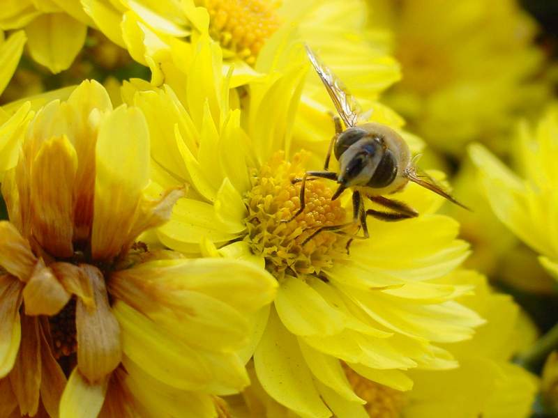 Hoverfly; DISPLAY FULL IMAGE.