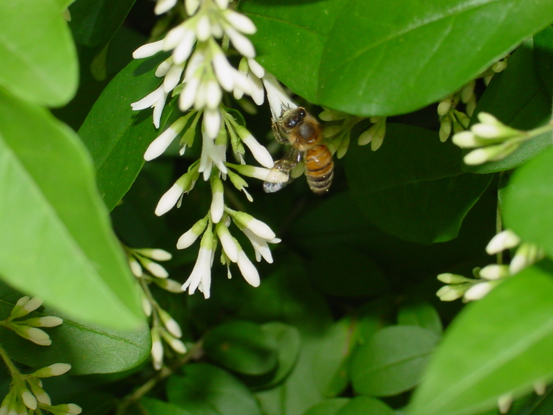 Flowers and Honeybee; DISPLAY FULL IMAGE.