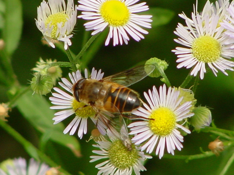 Hoverfly; DISPLAY FULL IMAGE.
