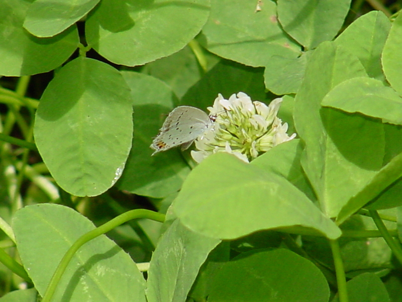Short-tailed Blue Butterfly; DISPLAY FULL IMAGE.