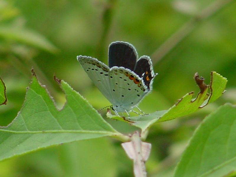Short-tailed Blue Butterfly; DISPLAY FULL IMAGE.