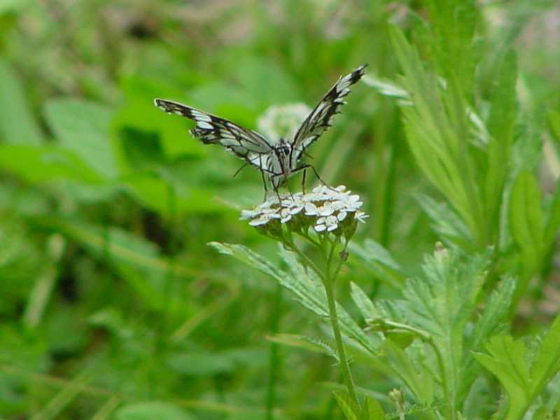 Snake-eye White Butterfly; DISPLAY FULL IMAGE.