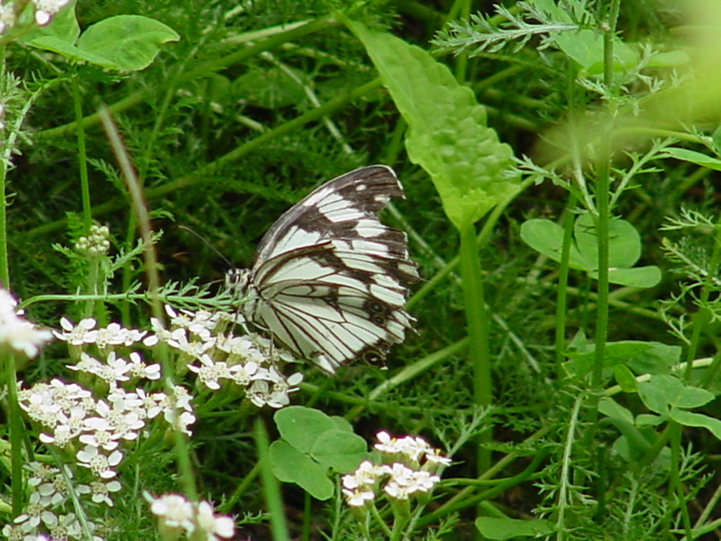 Snake-eye White Butterfly; DISPLAY FULL IMAGE.