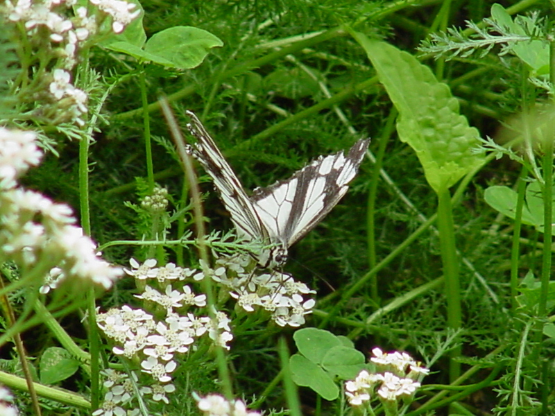 Snake-eye White Butterfly; DISPLAY FULL IMAGE.