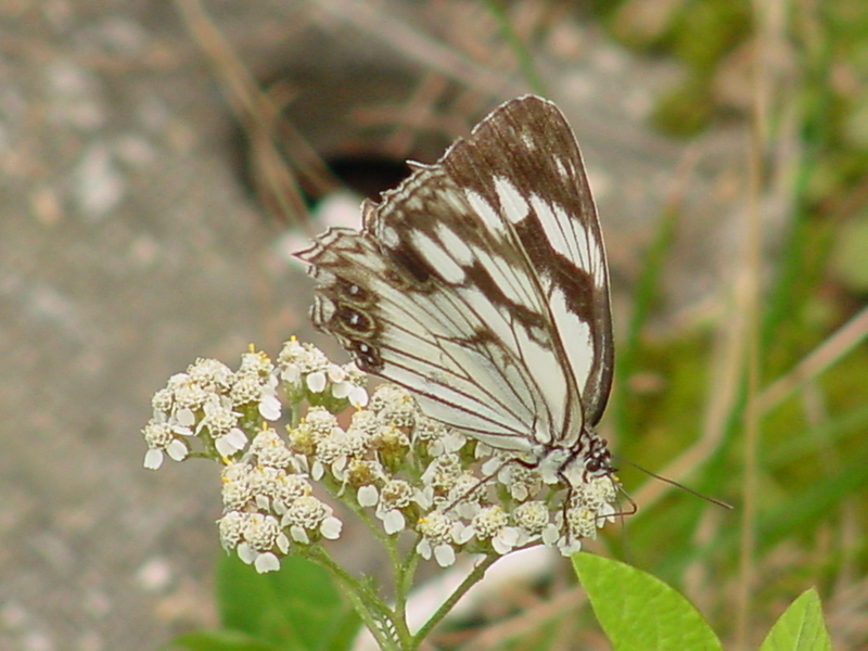 Snake-eye White Butterfly; DISPLAY FULL IMAGE.
