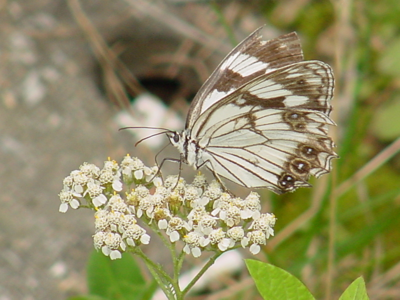 Snake-eye White Butterfly; DISPLAY FULL IMAGE.