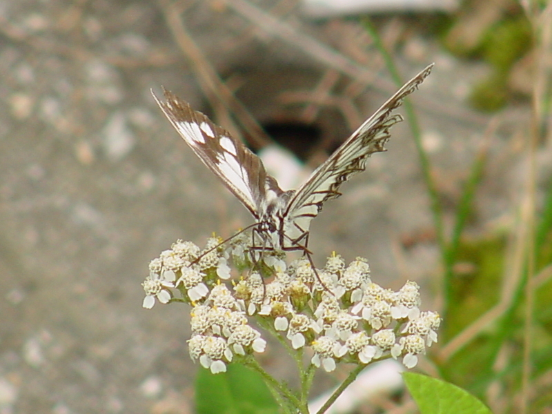 Snake-eye White Butterfly; DISPLAY FULL IMAGE.