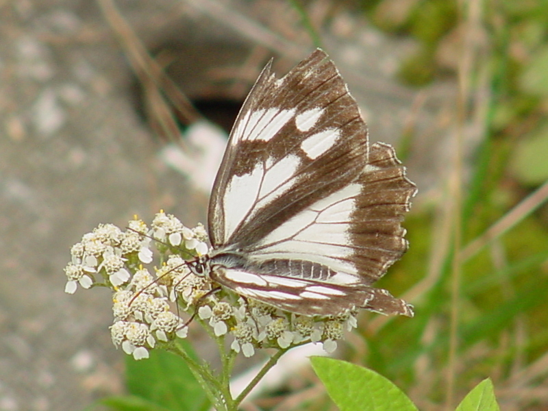 Snake-eye White Butterfly; DISPLAY FULL IMAGE.