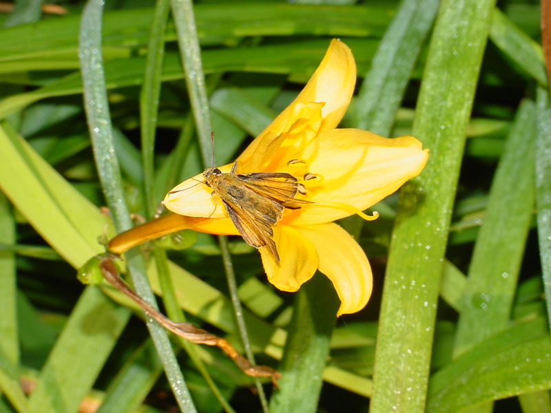 Leoninus Skipper Butterfly; DISPLAY FULL IMAGE.