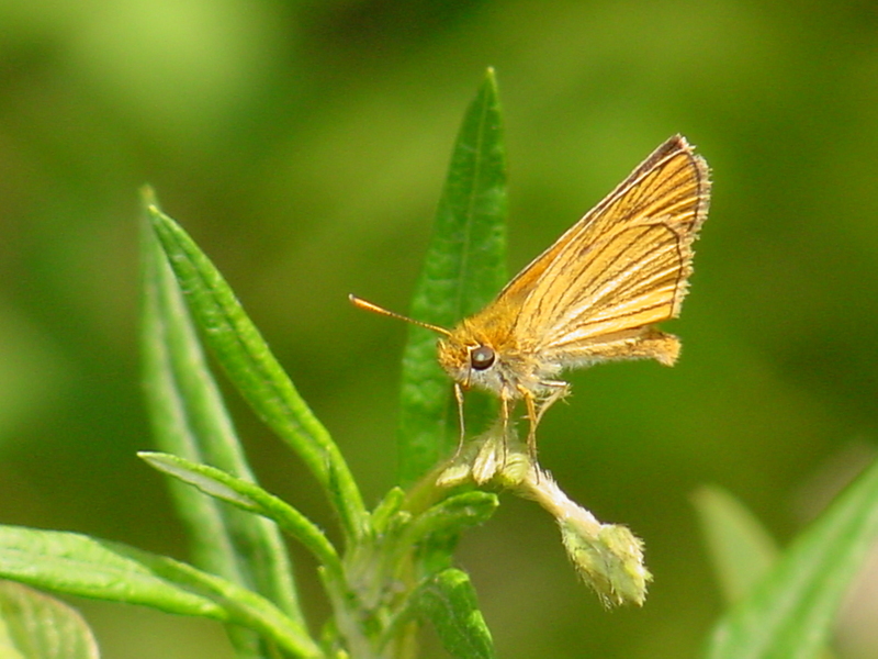 Leoninus Skipper Butterfly; DISPLAY FULL IMAGE.
