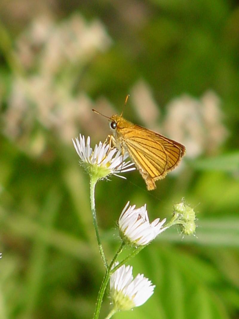 Leoninus Skipper Butterfly, Thymelicus leoninus, 줄꼬마팔랑나비(검은줄희롱나비); DISPLAY FULL IMAGE.