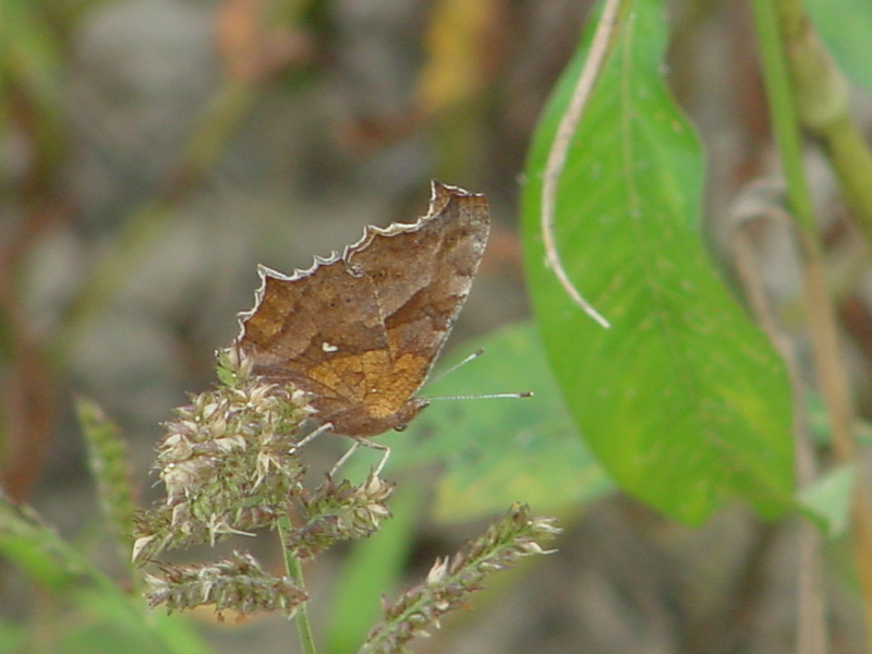 Asian Comma Butterfly; DISPLAY FULL IMAGE.