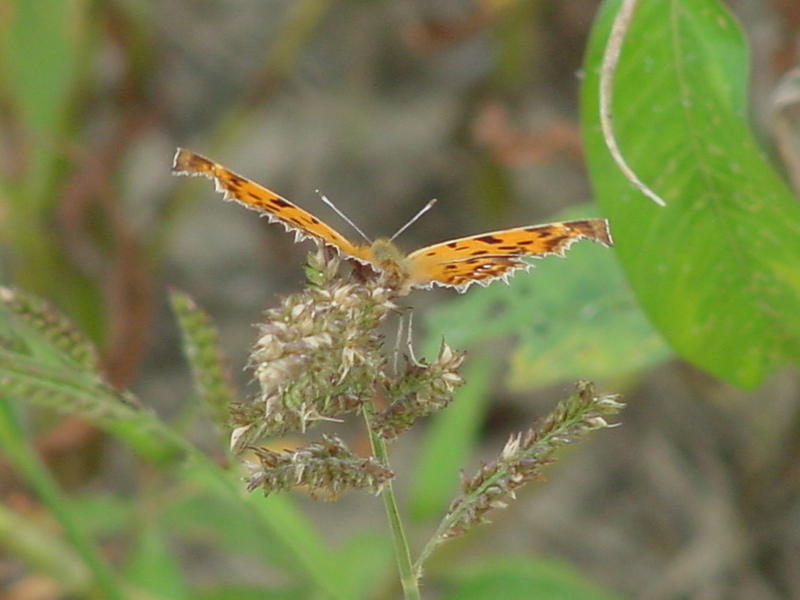 Asian Comma Butterfly; DISPLAY FULL IMAGE.